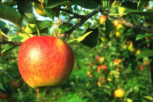 superpomme