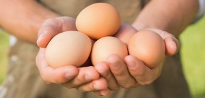 free-eggs
