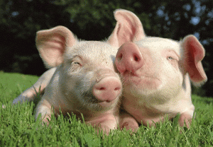 pigs