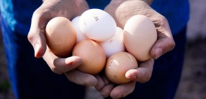 free-chicken-feed