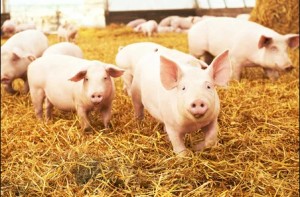 pigs