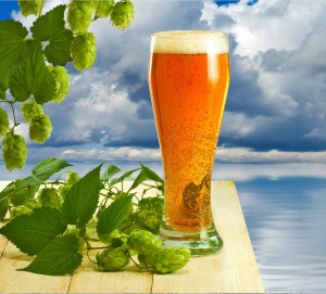 pivo-hmel-more