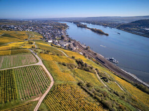 Geisenheim-vineyard