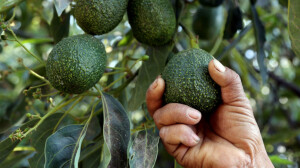 avocado