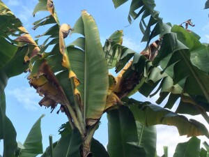 bananess