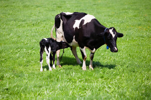 cow